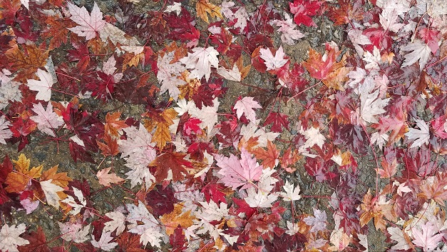 Autumn Leaves