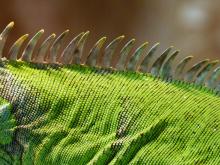 Alien Lizard Photo